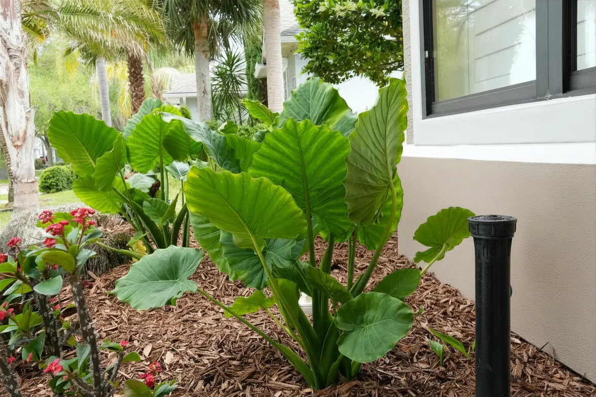 Pop-up sprinkler head at the edge of a freshly mulched bed of elephant ears and red flowering shrubs beside a stucco home