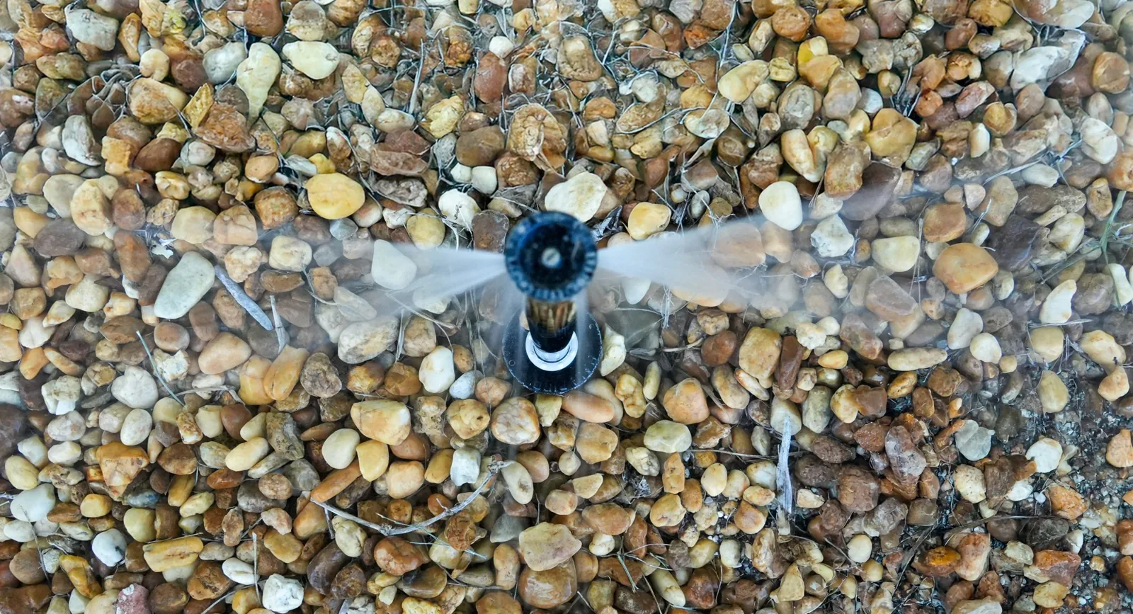 Close-up of a small irrigation emitter spraying among river rock in a landscape bed