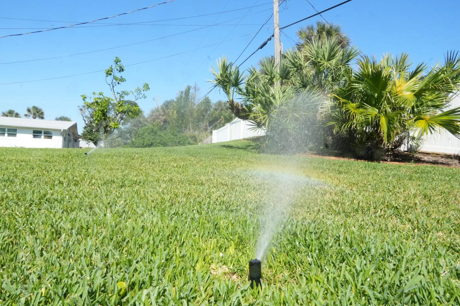 Lush, well-watered residential lawn with palms and a white fence under a blue Florida sky