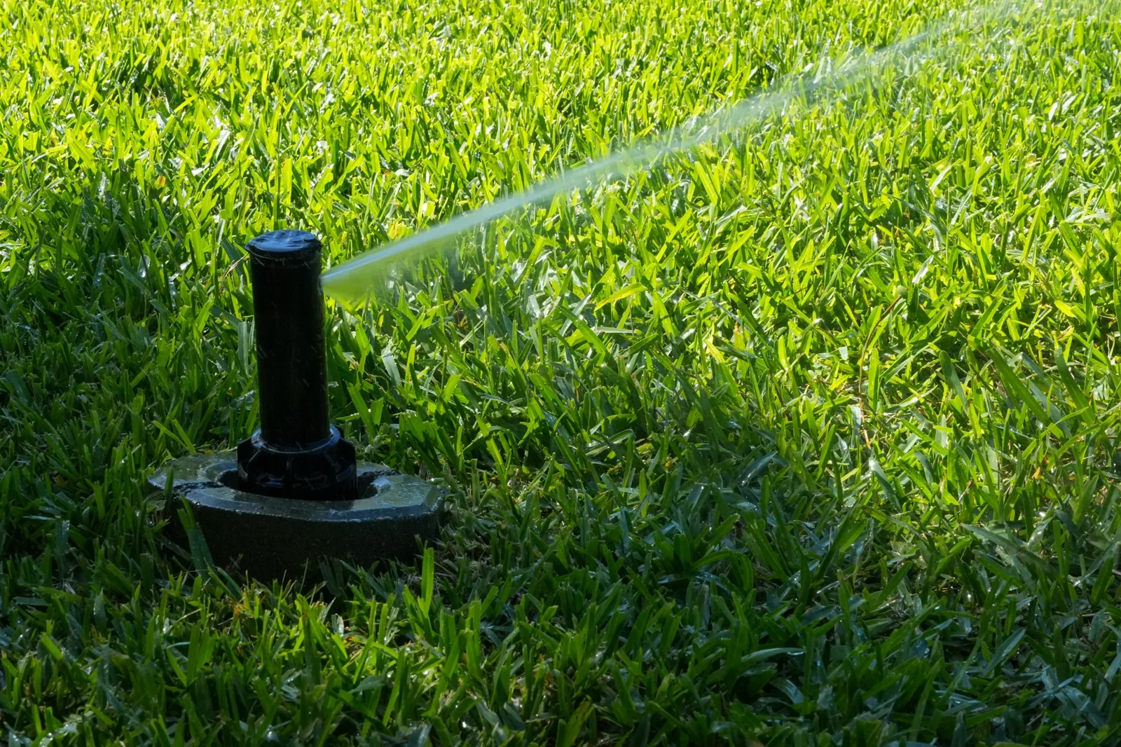 Low-angle view of a pop-up spray head throwing a stream of water across a green residential lawn